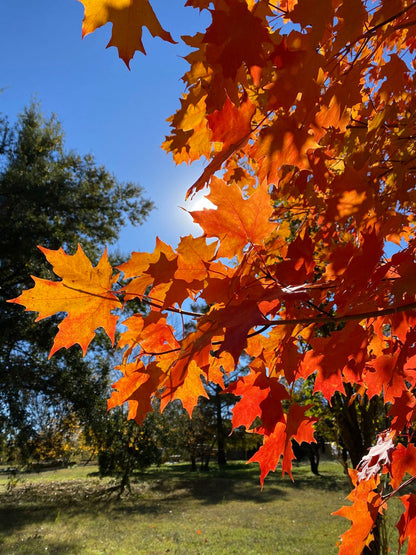 Southern Sugar Maple Tree | Premium Seeds | Acer saccharum 'Summer' | Plants'® - Plants'