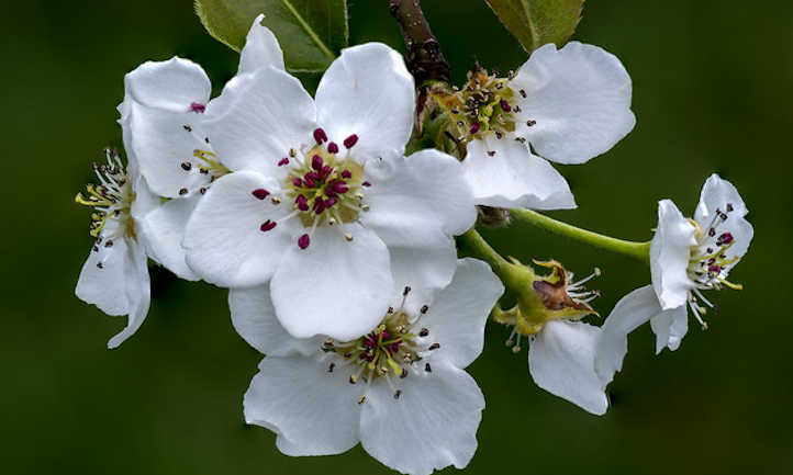 Asian Pear | Premium Seeds | Pyrus pyrifolia 'Fruit' | Plants'® - Plants'