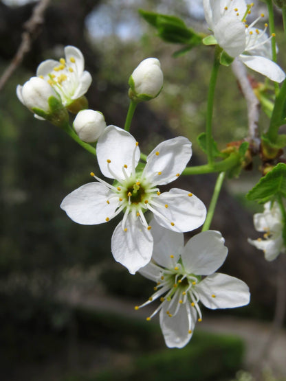 Arabian Cherry Tree | Premium Seeds | Prunus mahaleb 'Fall' | Plants'® - Plants'