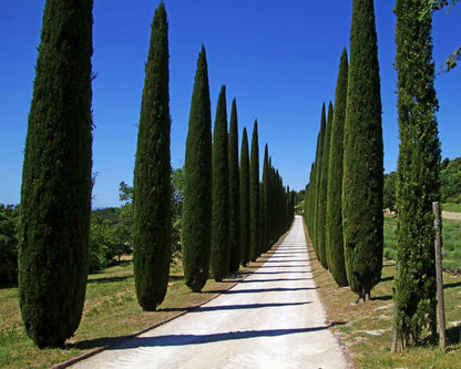 Upright Italian Cypress Tree | Premium Seeds | Cupressus sempervirens 'Stricta' | Plants'® - Plants'