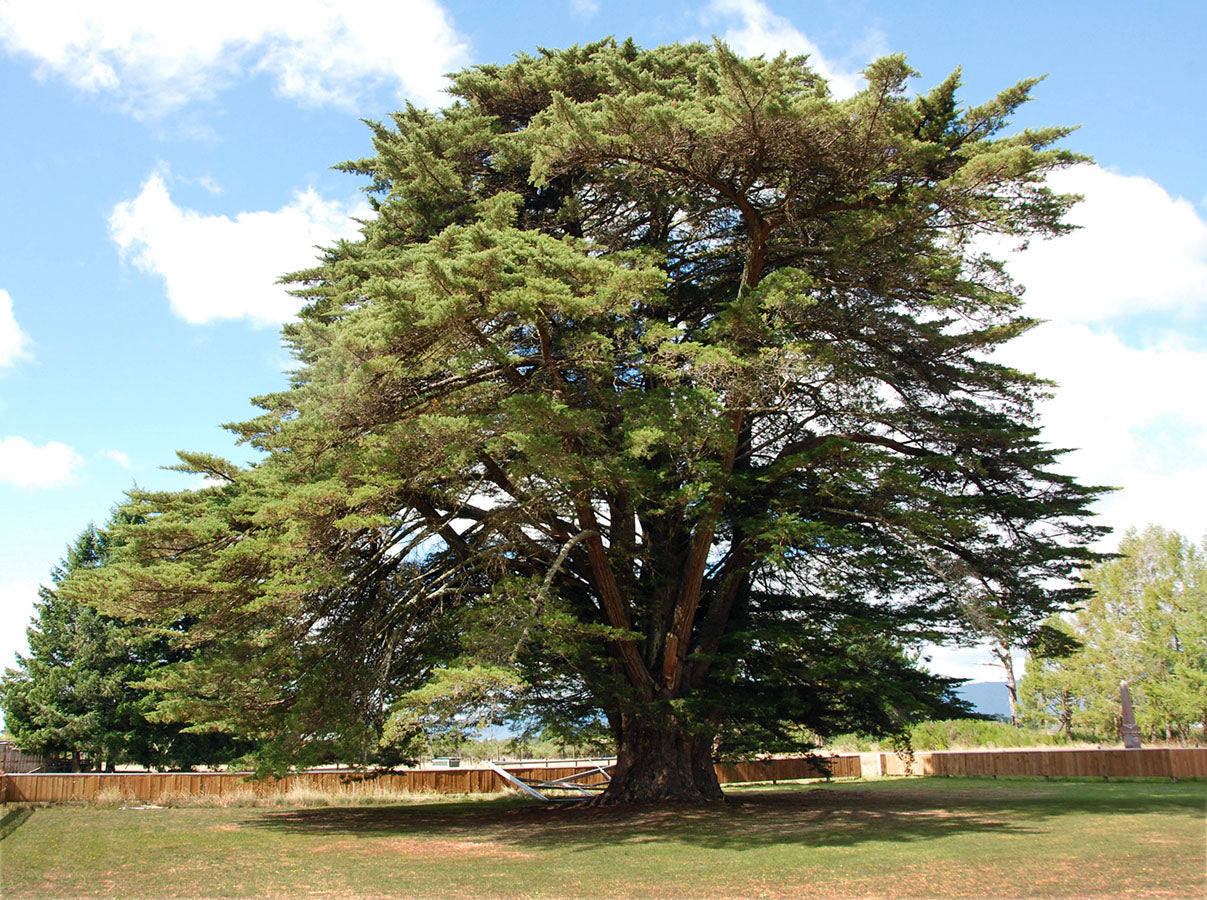 Monterey Cypress Tree | Premium Seeds | Cupressus macrocarpa | Plants'® - Plants'