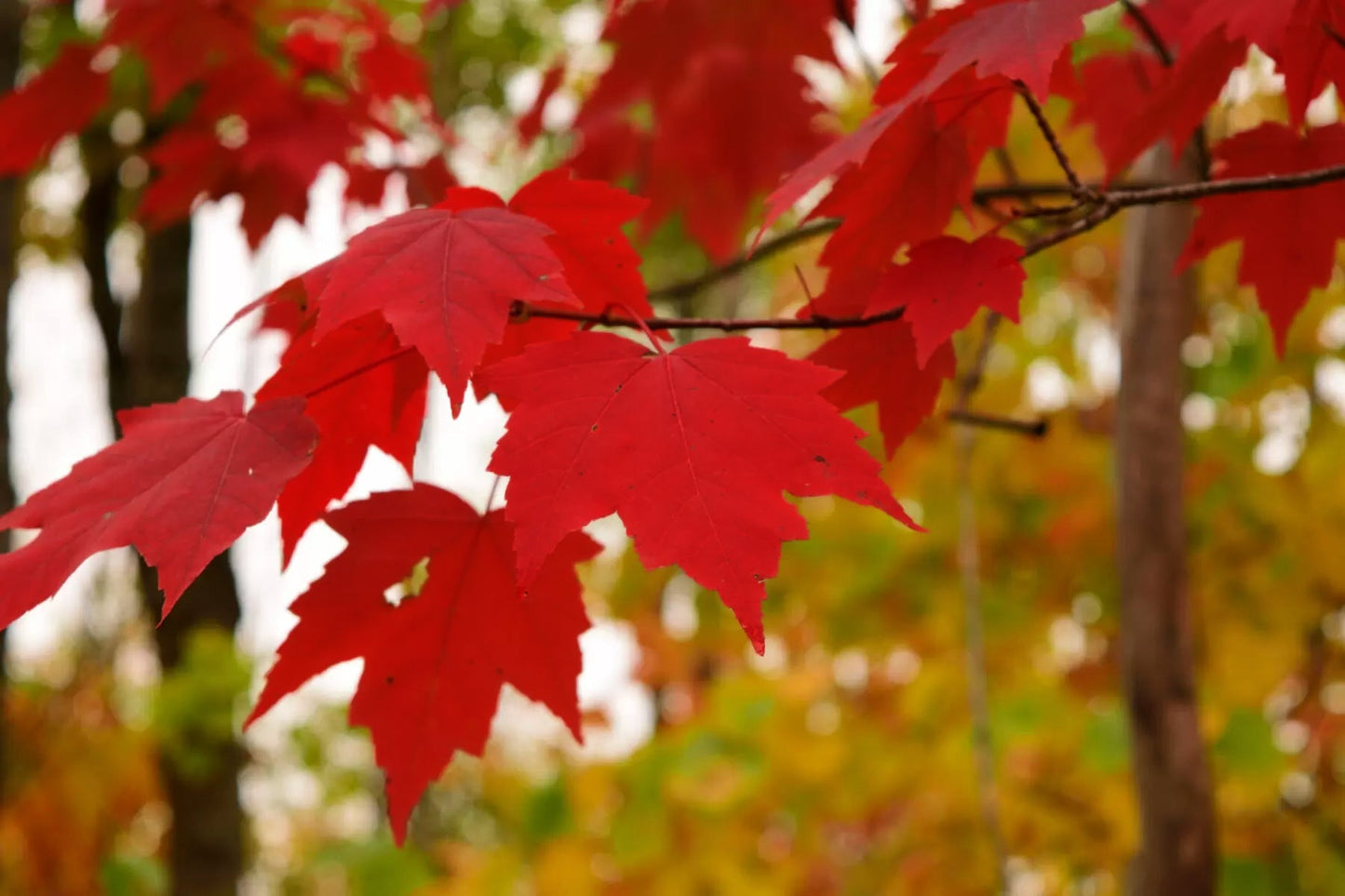 Southern Red Maple Tree | Premium Seeds | Acer rubrum 'Summer' | Plants'® - Plants'