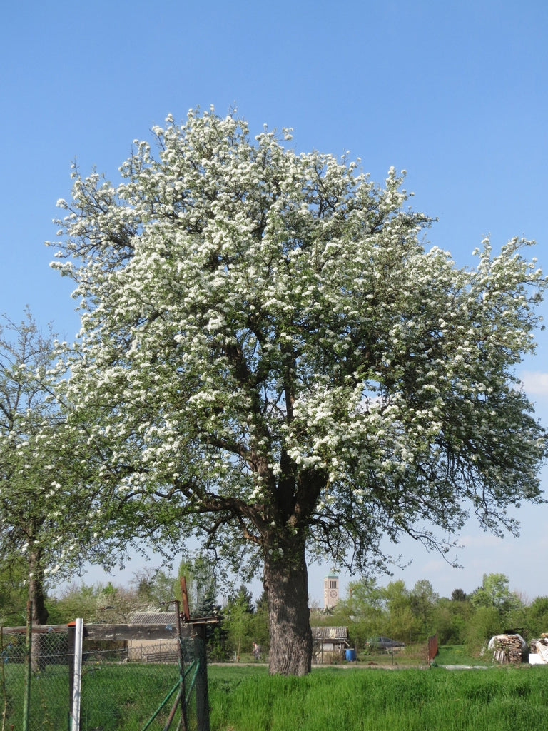 The Pear | Premium Seeds | Pyrus communis 'Fruit' | Plants'® - Plants'