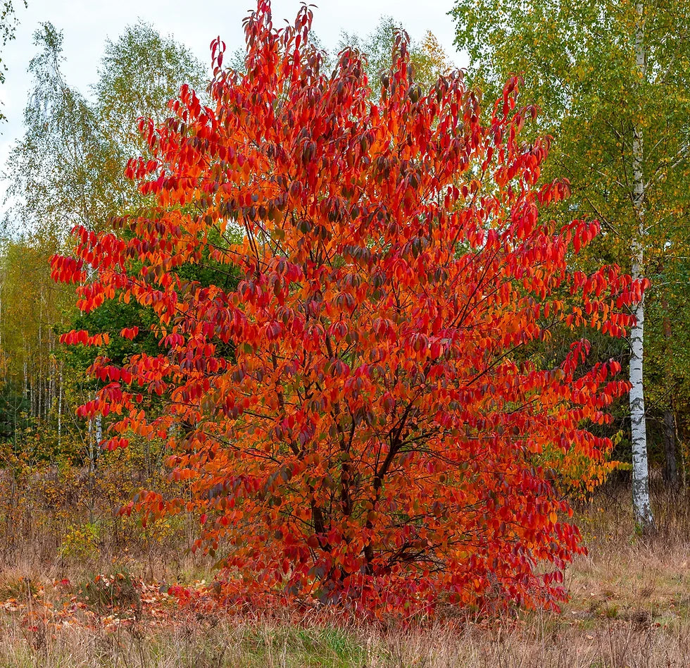 Wild Black Cherry | Premium Seeds | Prunus serotina 'Fruit' | Plants'® - Plants'