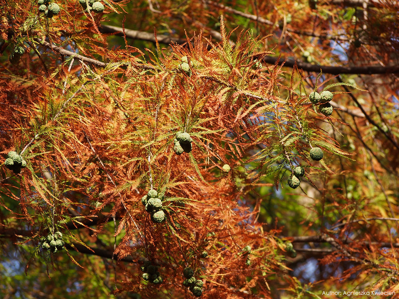 Northern Bald Cypress Tree | Premium Seeds | Taxodium distichum 'Summer' | Plants'® - Plants'