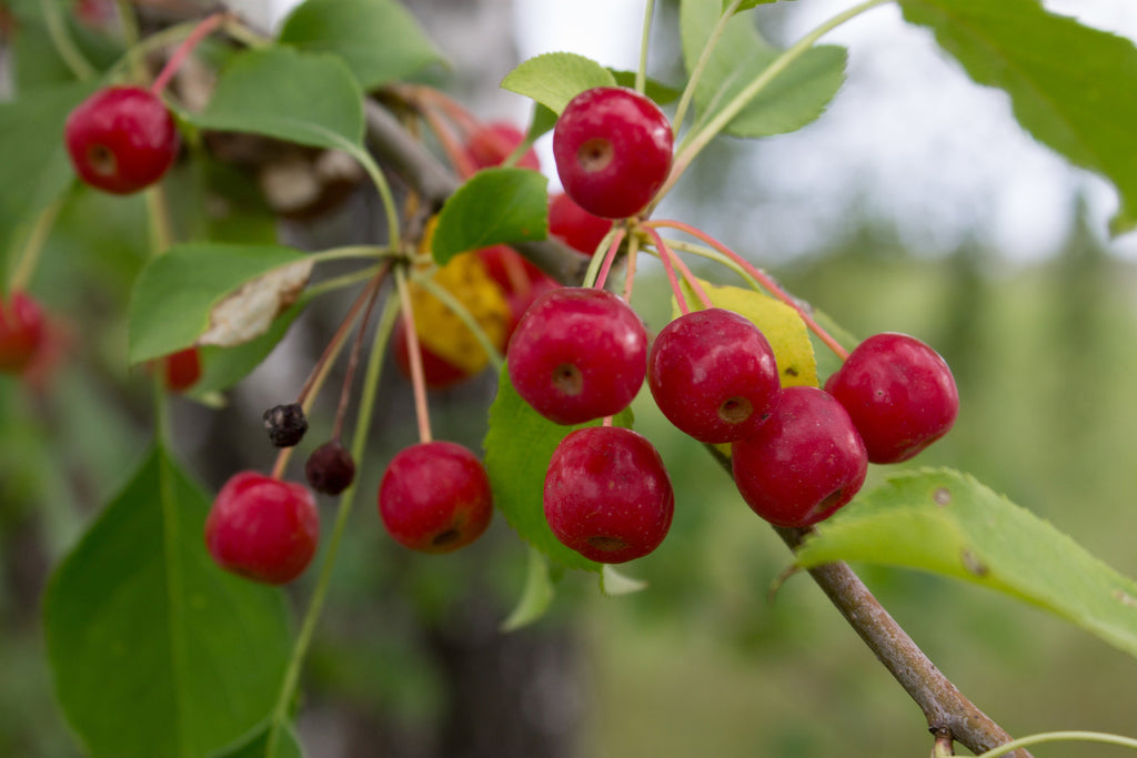 Siberian Crab Apple | Premium Seeds | Malus baccata 'Fruit' | Plants'® - Plants'