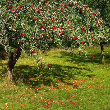 The Apple | Premium Seeds | Malus pumila 'Fruit' | Plants'® - Plants'