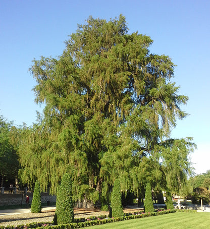 Montezuma Cypress Tree | Premium Seeds | Taxodium mucronatum | Plants'® - Plants'