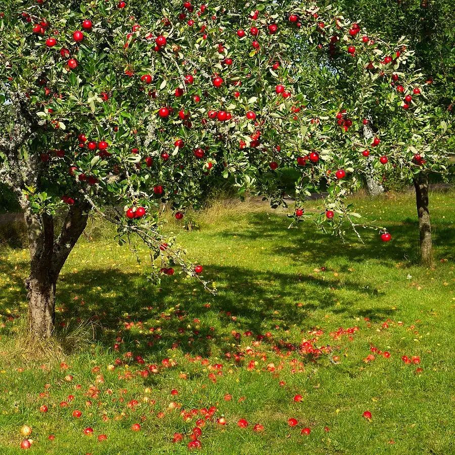 Paradise Apple Tree | Premium Seeds | Malus pumila 'Fruit' | Plants'® - Plants'