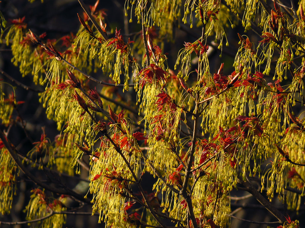 Southern Sugar Maple Tree | Premium Seeds | Acer saccharum 'Summer' | Plants'® - Plants'