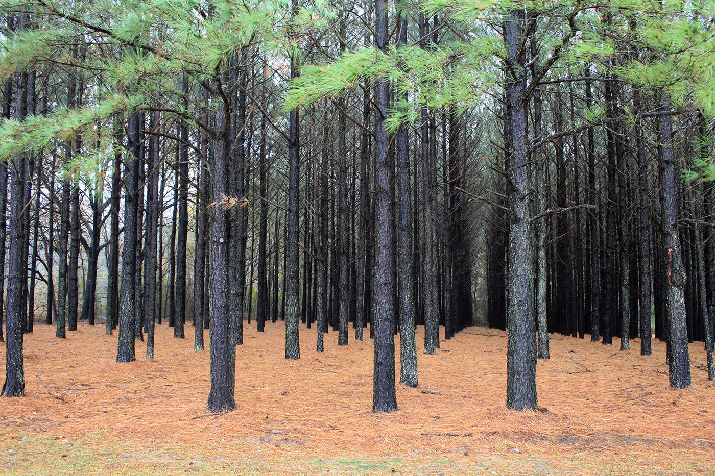 Loblolly Pine Tree | Premium Seeds | Pinus taeda | Plants'® - Plants'