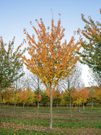 Japanese Sakuranbo Cherry WB | Premium Seeds | Prunus serrulata 'Spontanea' 'Fruit' | Plants'® - Plants'