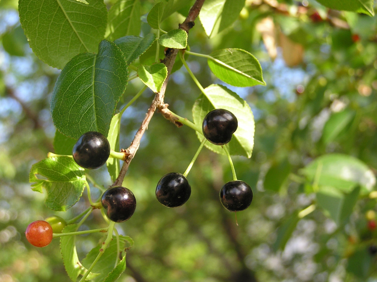 St. Lucie Cherry | Premium Seeds | Prunus mahaleb 'Fruit' | Plants'® - Plants'