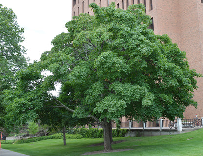 Norway Maple Tree | Premium Seeds | Acer platanoides 'Summer' | Plants'® - Plants'