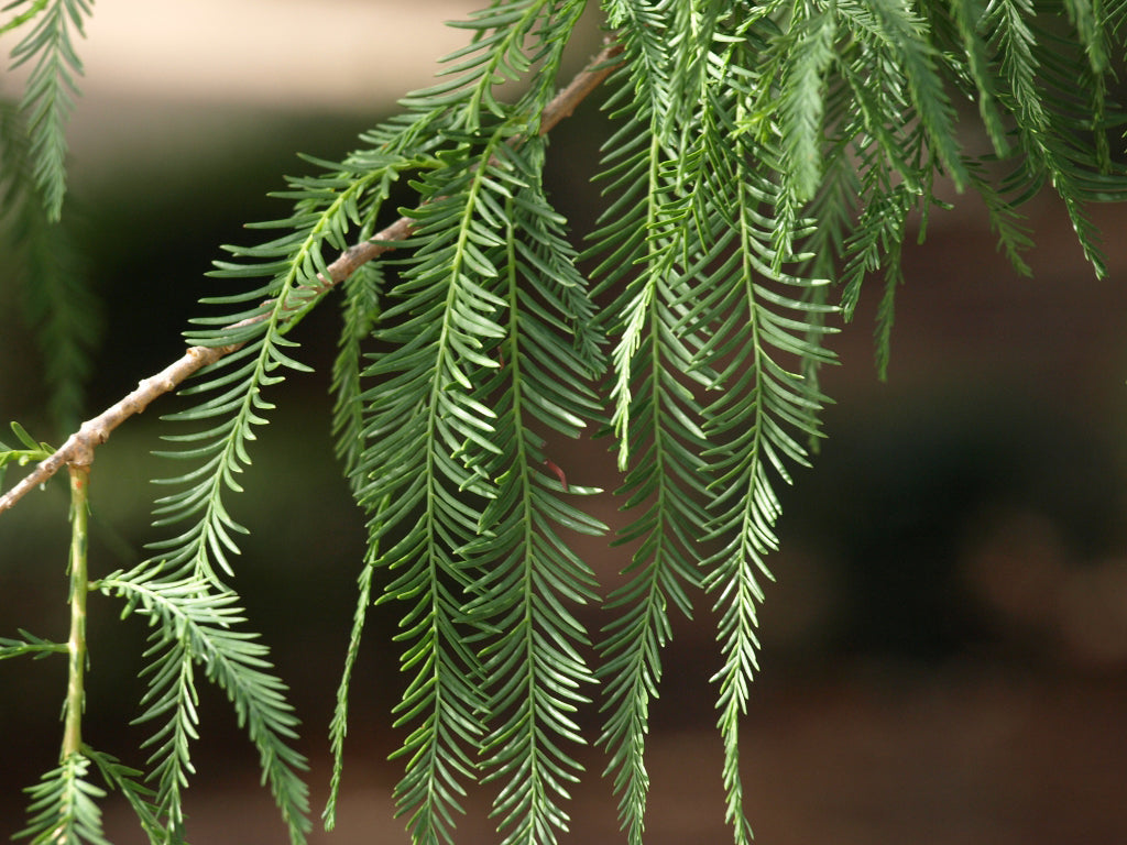 Montezuma Cypress Tree | Premium Seeds | Taxodium mucronatum | Plants'® - Plants'