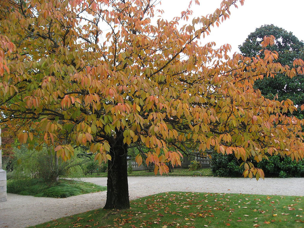 Japanese Sakuranbo Cherry PB | Premium Seeds | Prunus serrulata 'Fruit' | Plants'® - Plants'