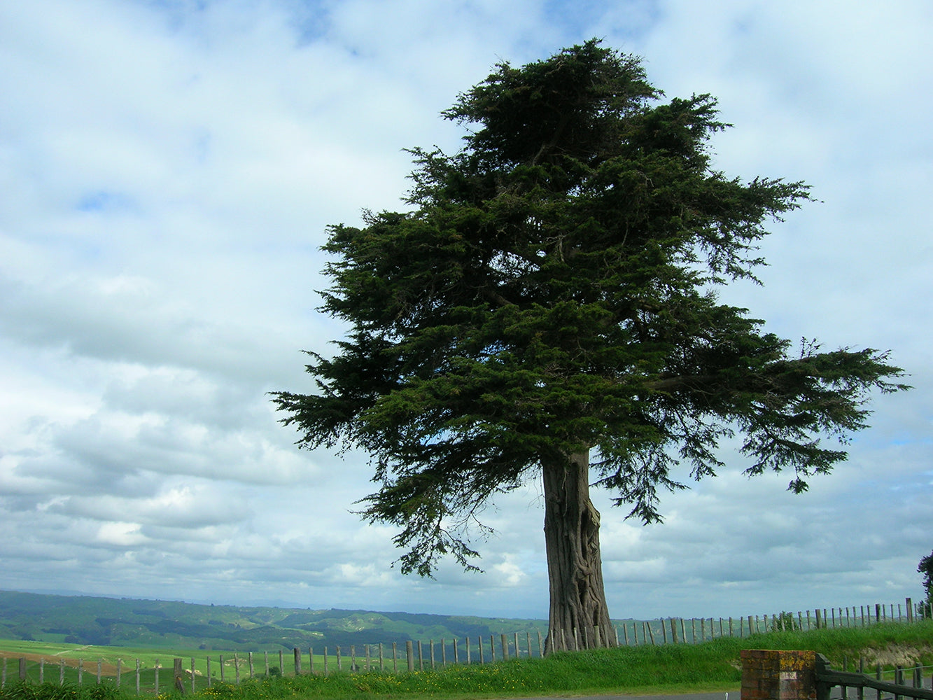 Monterey Cypress Tree | Premium Seeds | Cupressus macrocarpa | Plants'® - Plants'