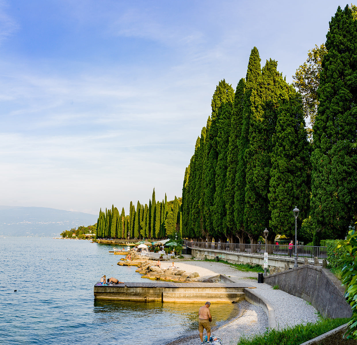 Upright Italian Cypress Tree | Premium Seeds | Cupressus sempervirens 'Stricta' | Plants'® - Plants'