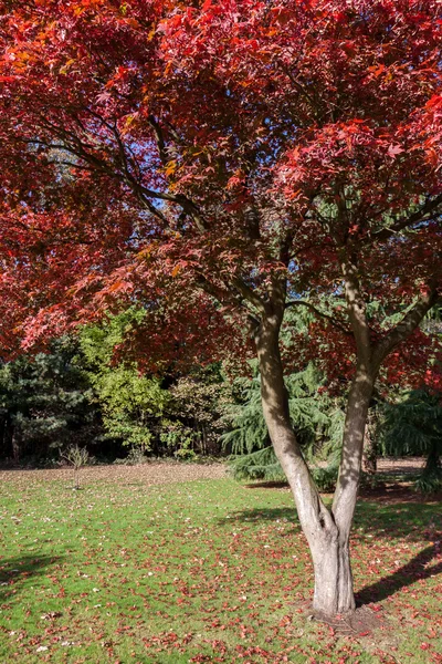 European Black Cherry | Premium Seeds | Prunus padus 'Fruit' | Plants'® - Plants'