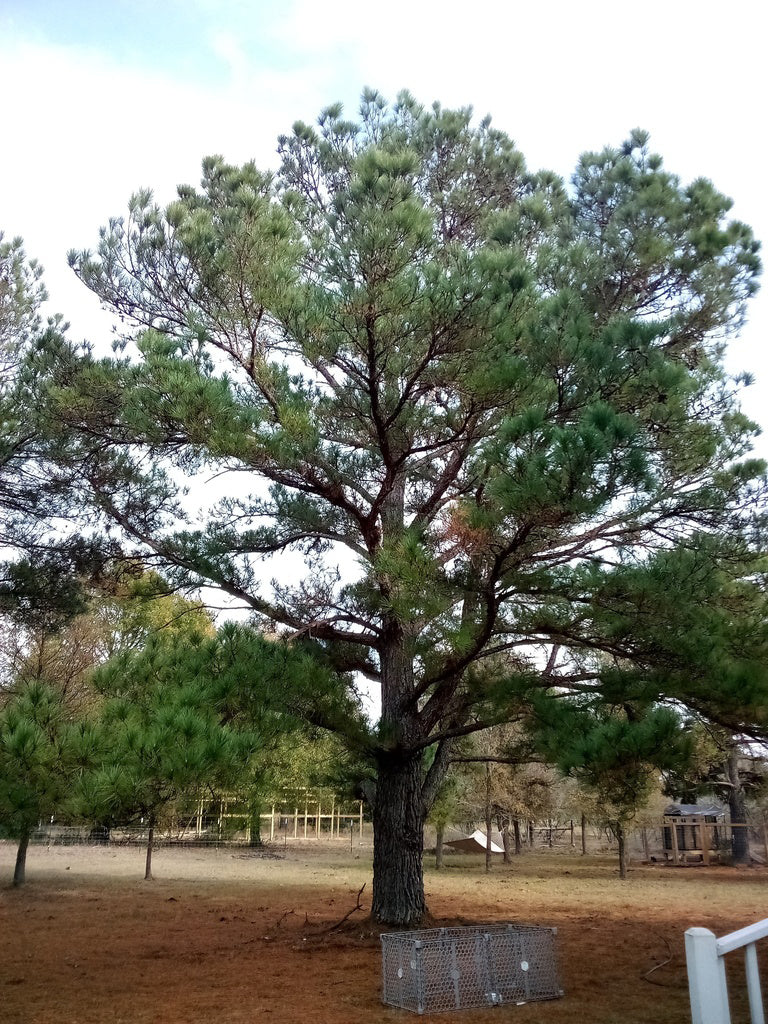 Loblolly Pine Tree | Premium Seeds | Pinus taeda | Plants'® - Plants'