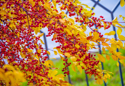 Siberian Crab Apple | Premium Seeds | Malus baccata 'Fruit' | Plants'® - Plants'