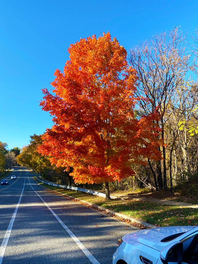 Northern Sugar Maple Tree | Premium Seeds | Acer saccharum 'Summer' |  Plants'® - Plants'