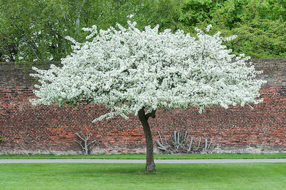 Sargent's Crabapple | Premium Seeds | Malus sargentii 'Fruit' | Plants'® - Plants'