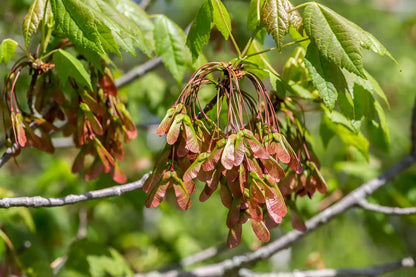 Northern Red Maple Tree | Premium Seeds | Acer rubrum 'Summer' | Plants'® - Plants'