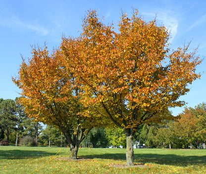 Japanese Sakuranbo Cherry WB | Premium Seeds | Prunus serrulata 'Spontanea' 'Fruit' | Plants'® - Plants'