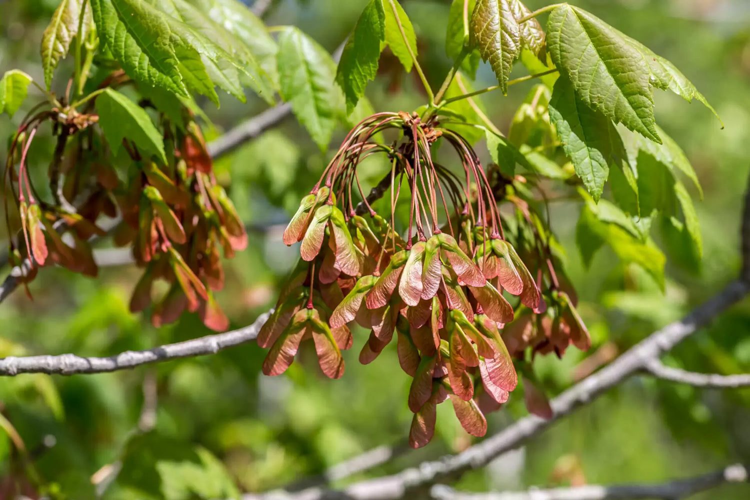 Southern Red Maple Tree | Premium Seeds | Acer rubrum 'Summer' | Plants'® - Plants'