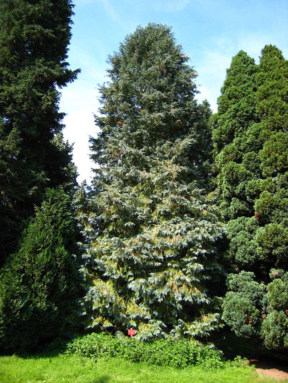 Lawson's Cypress Tree | Premium Seeds | Chamaecyparis lawsoniana | Plants'® - Plants'