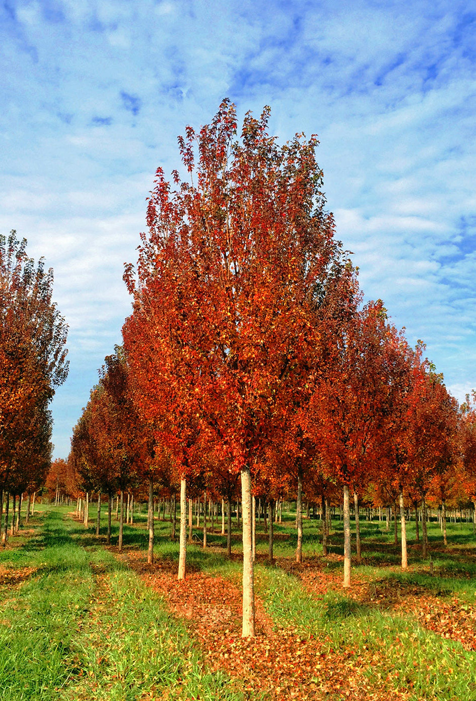 Trident Maple Tree | Premium Seeds | Acer buergerianum 'Summer' | Plants'® - Plants'