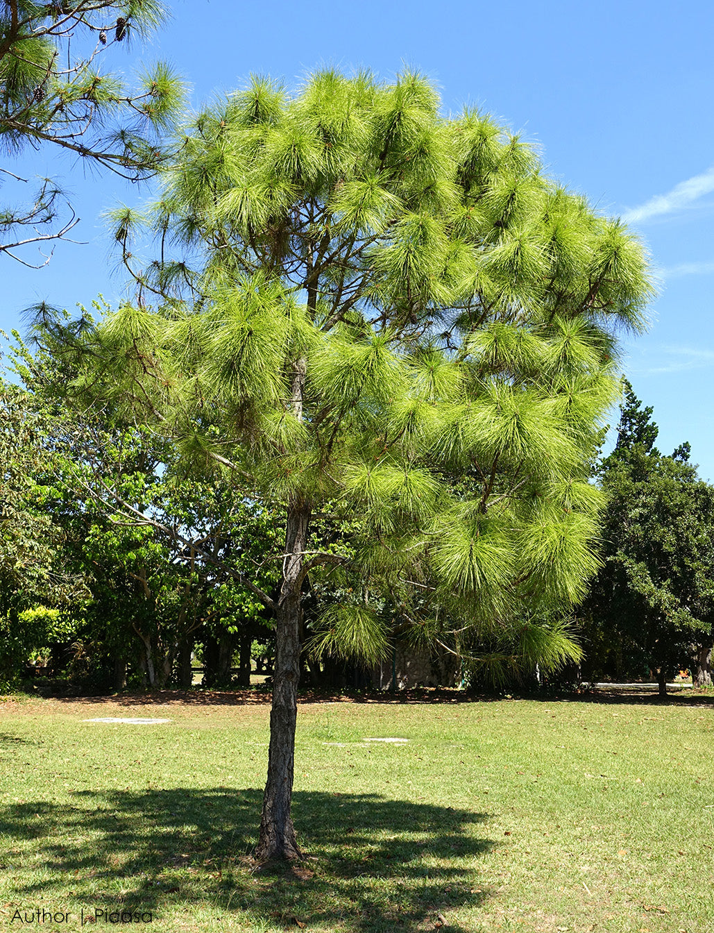 Slash Pine Tree | Premium Seeds | Pinus elliottii | Plants'® - Plants'