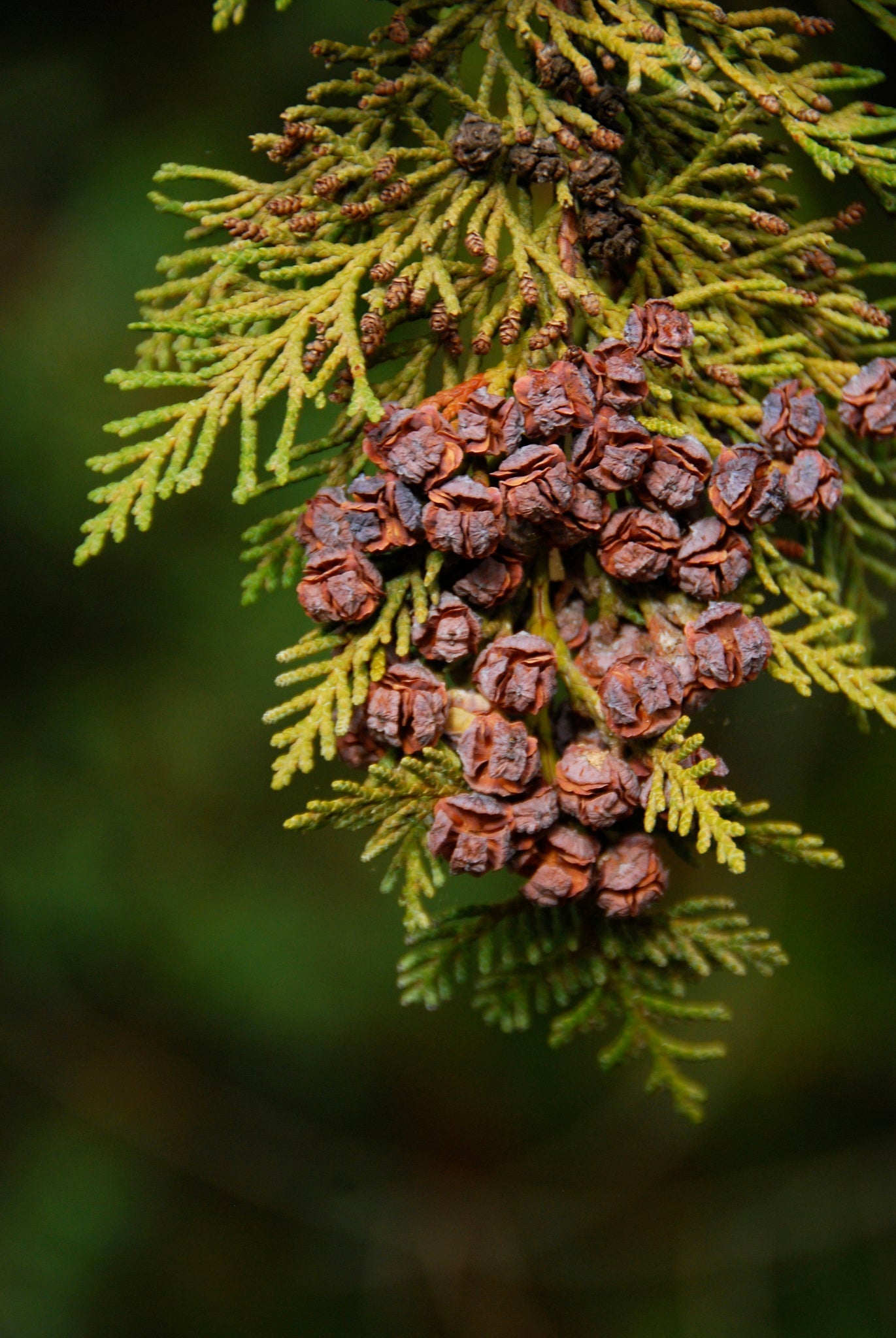 Lawson's Cypress Hedge | Premium Seeds | Chamaecyparis lawsoniana | Plants'® - Plants'