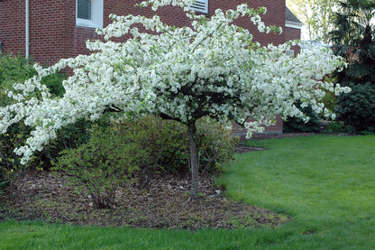 Sargent's Crabapple | Premium Seeds | Malus sargentii 'Fruit' | Plants'® - Plants'