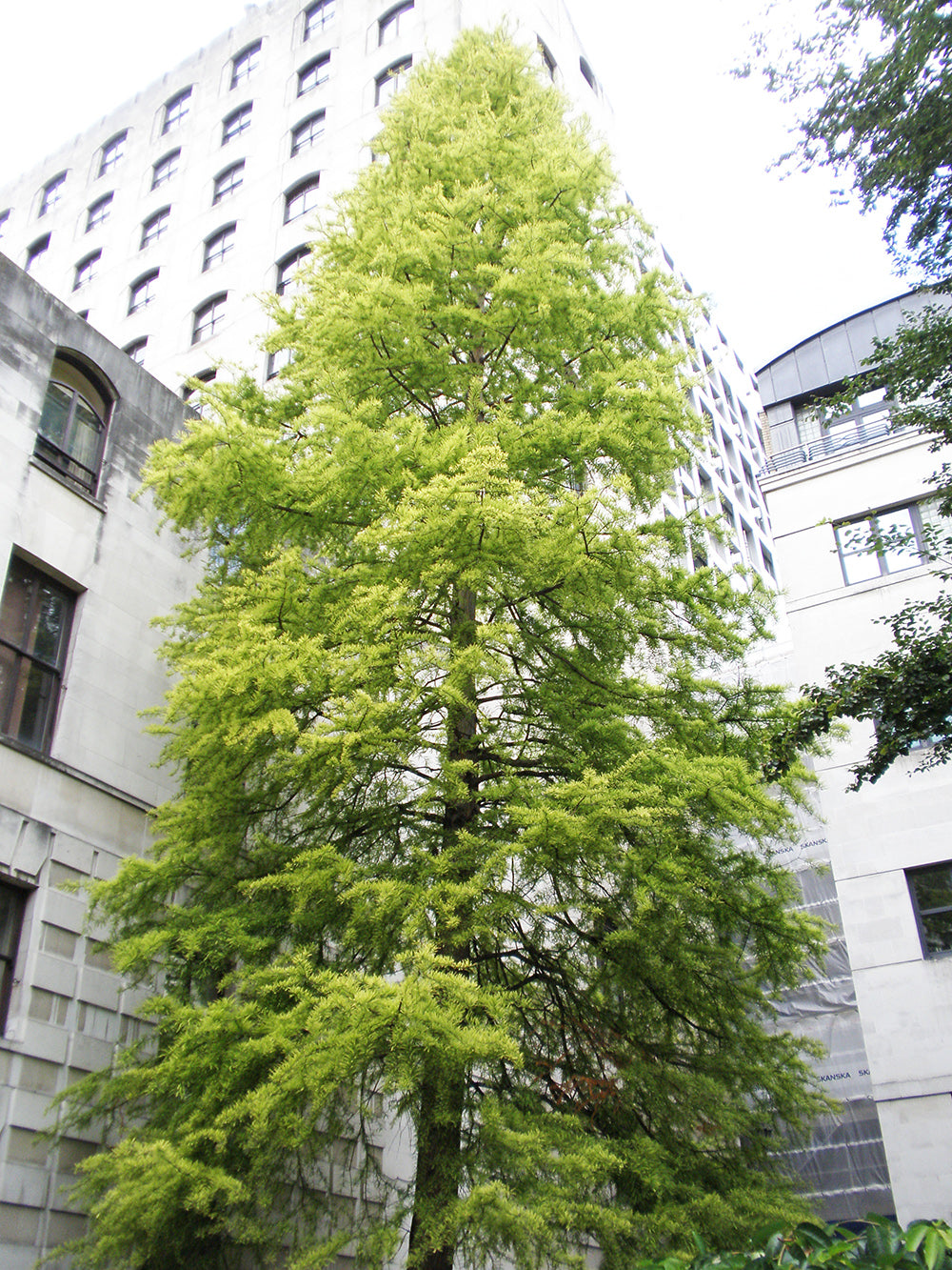 Northern Bald Cypress Tree | Premium Seeds | Taxodium distichum 'Summer' | Plants'® - Plants'