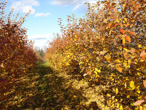 Paradise Apple Tree | Premium Seeds | Malus pumila 'Fruit' | Plants'® - Plants'