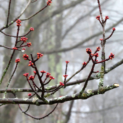 Northern Red Maple Tree | Premium Seeds | Acer rubrum 'Summer' | Plants'® - Plants'