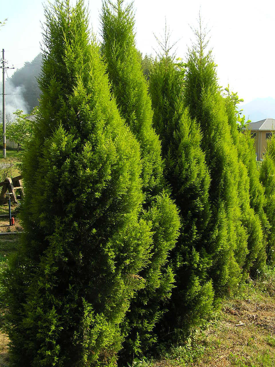 Monterey Cypress | Premium Seeds | Cupressus macrocarpa | Plants'® - Plants'