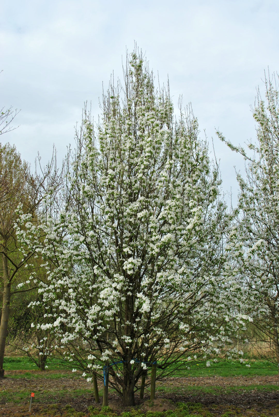 European Pear | Premium Seeds | Pyrus communis 'Fruit' | Plants'® - Plants'