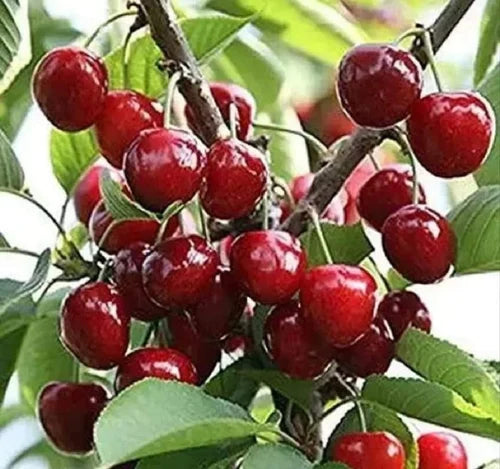 Japanese Sakuranbo Cherry PB | Premium Seeds | Prunus serrulata 'Fruit' | Plants'® - Plants'