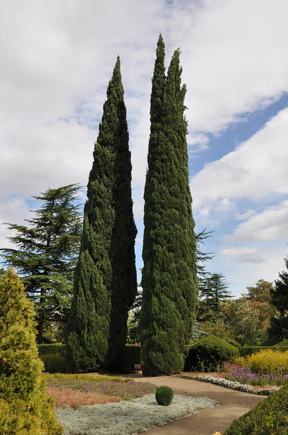 Upright Italian Cypress Tree | Premium Seeds | Cupressus sempervirens 'Stricta' | Plants'® - Plants'