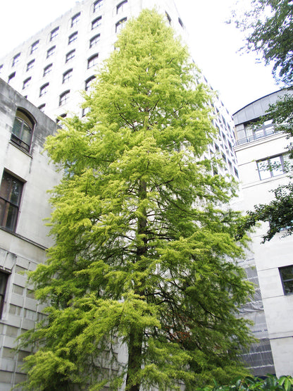 Southern Bald Cypress Tree | Premium Seeds | Taxodium distichum 'Summer' | Plants'® - Plants'