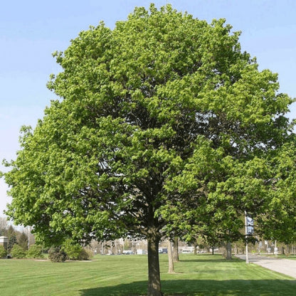 Norway Maple Tree | Premium Seeds | Acer platanoides 'Summer' | Plants'® - Plants'