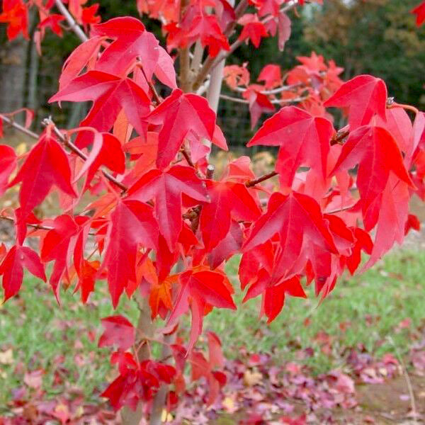 Trident Maple Tree | Premium Seeds | Acer buergerianum 'Summer' | Plants'® - Plants'