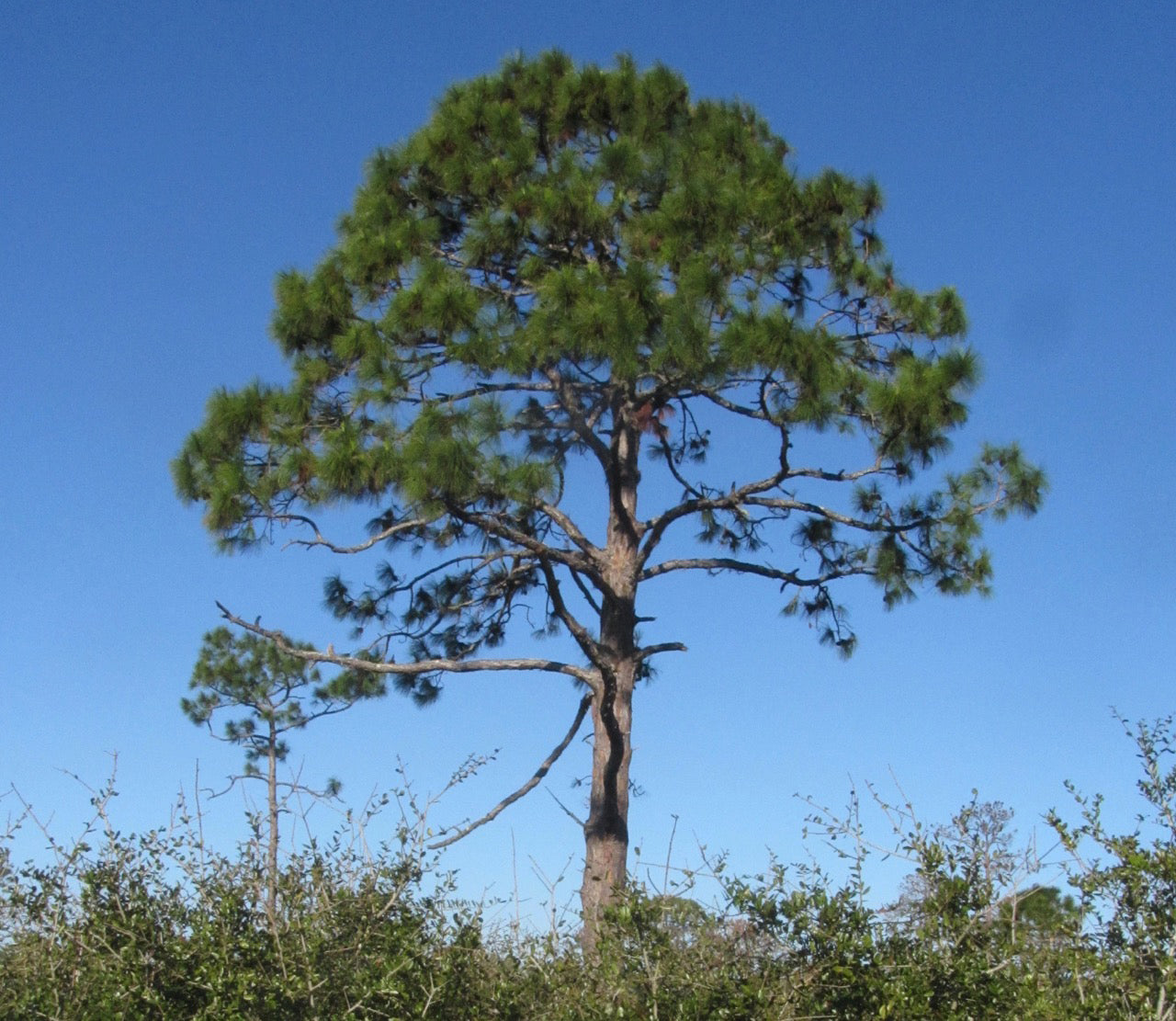 Slash Pine Tree | Premium Seeds | Pinus elliottii | Plants'® - Plants'