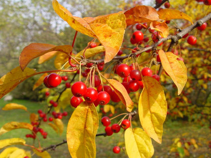 Siberian Crab Apple | Premium Seeds | Malus baccata 'Fruit' | Plants'® - Plants'