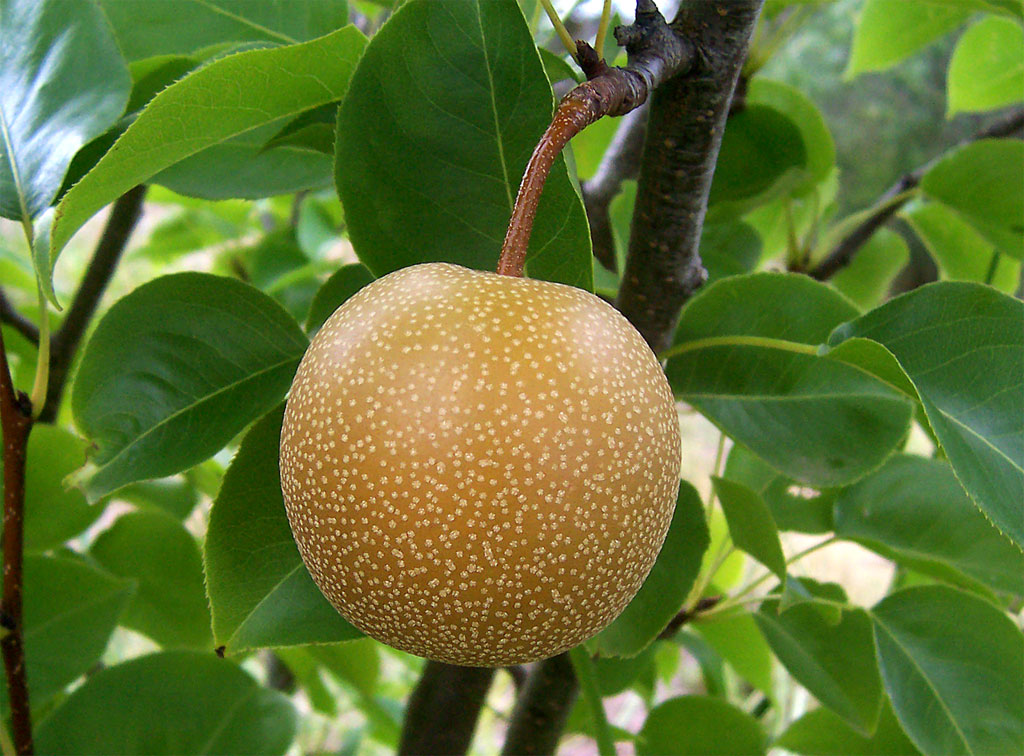 Asian Pear | Premium Seeds | Pyrus pyrifolia 'Fruit' | Plants'® - Plants'