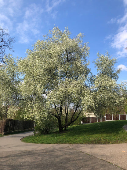 Arabian Cherry Tree | Premium Seeds | Prunus mahaleb 'Fall' | Plants' - Plants'