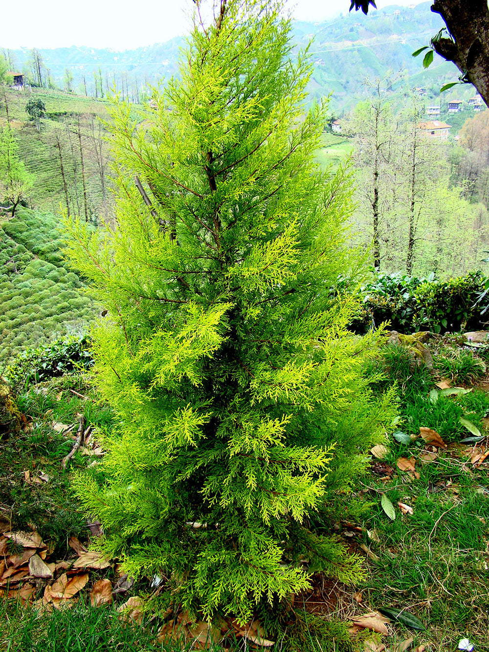 California Cypress Tree | Premium Seeds | Cupressus macrocarpa | Plants'® - Plants'